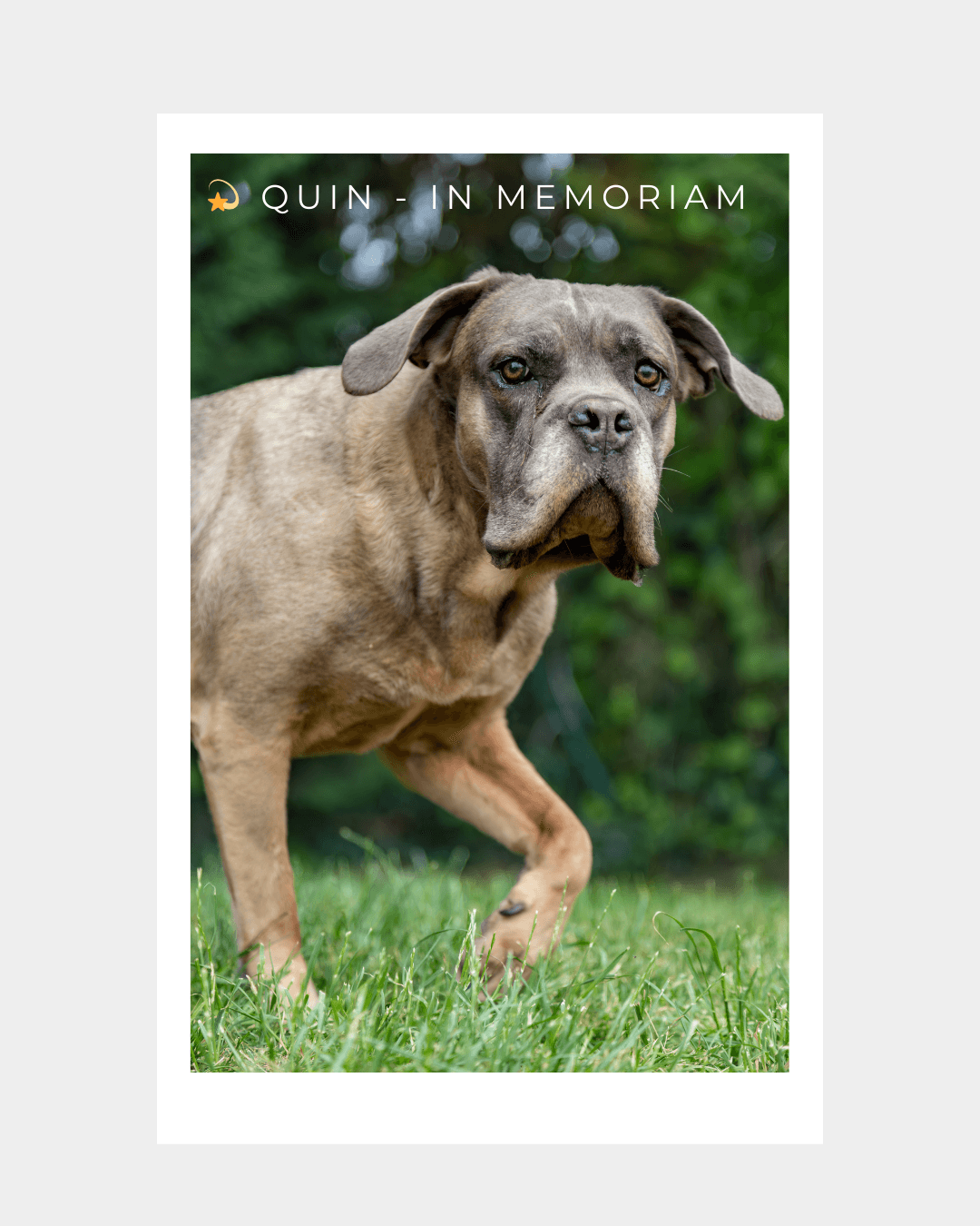 Quin