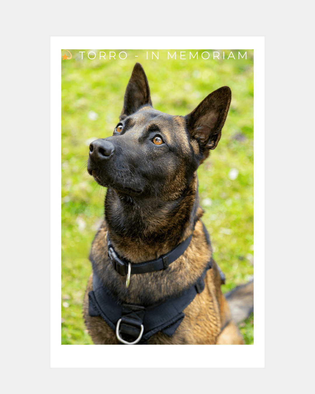 Torro